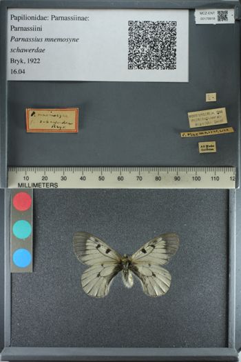 Media type: image;   Entomology 179918